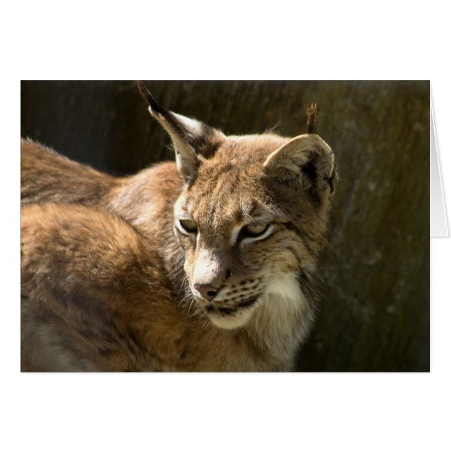 Eurasian Lynx (Front Horizontal)