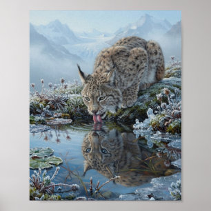 Eurasian Lynx Drinking Glacial Pool Water Reflecti Poster