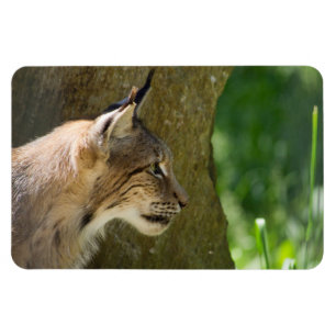 Eurasian Lynx Magnet