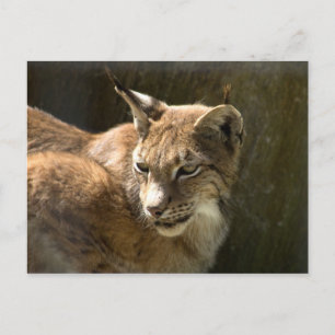 Eurasian Lynx Postcard
