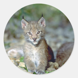 Eurasian lynx, young kitten classic round sticker