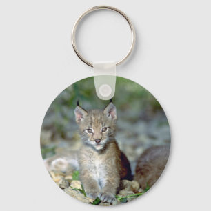Eurasian lynx, young kitten key ring