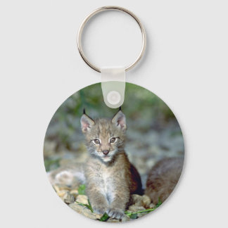 Eurasian lynx, young kitten key ring