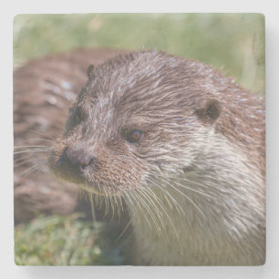Eurasian Otter Resting in the Sunshine Stone Coaster