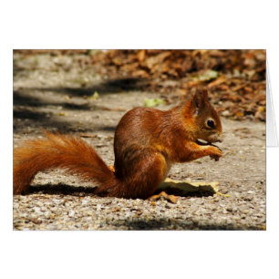Eurasian red squirrel
