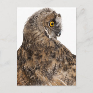 Eurasian Scops-owl - Otus scops (2 months old) Postcard