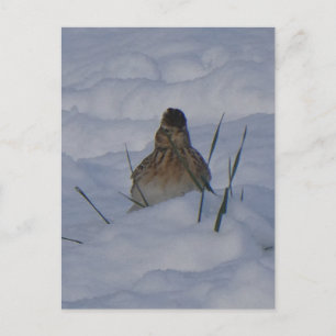 Eurasian Skylark Bird Close Up DIY Postcard