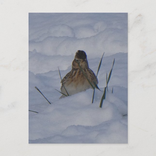 Eurasian Skylark Bird Close Up DIY Postcard (Front)