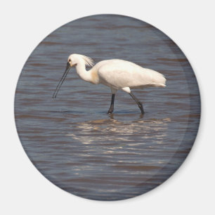 Eurasian Spoonbill Magnet
