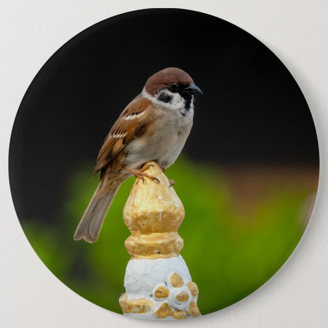 Eurasian tree sparrow  6 cm round badge (Front)