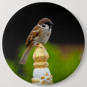 Eurasian tree sparrow 6 cm round badge