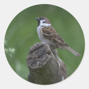 Eurasian Tree Sparrow Classic Round Sticker