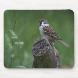 Eurasian Tree Sparrow Mouse Pad