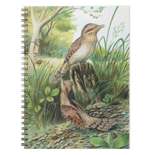 Eurasian Wryneck Vintage Bird Illustration Spiral Notebook