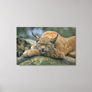 Europ�_ischer Luchs, Eurasischer Luchs (Lynx Canvas Print