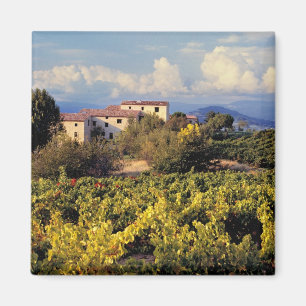Europe, France, Bonnieux. Vineyards cover the Magnet