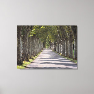 Europe, France, Cereste. Trees line this road Canvas Print