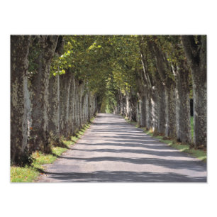 Europe, France, Cereste. Trees line this road Photo Print
