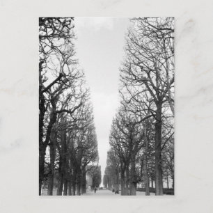 Europe, France, Paris. Winter trees, Marco Polo Postcard