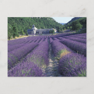 Europe, France, Provence. Lavander fields Postcard