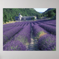 Europe, France, Provence. Lavander fields