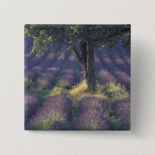 Europe, France, Provence, Sault, Lavender 15 Cm Square Badge