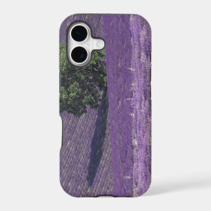 Europe, France, Provence, Sault, Lavender fields