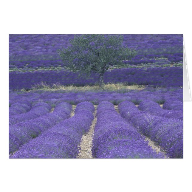 Europe, France, Provence, Sault, Lavender fields 2 (Front Horizontal)