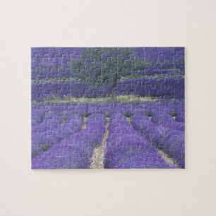 Europe, France, Provence, Sault, Lavender fields 2 Jigsaw Puzzle