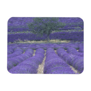 Europe, France, Provence, Sault, Lavender fields 2 Magnet
