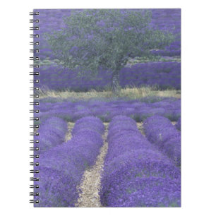 Europe, France, Provence, Sault, Lavender fields 2 Notebook