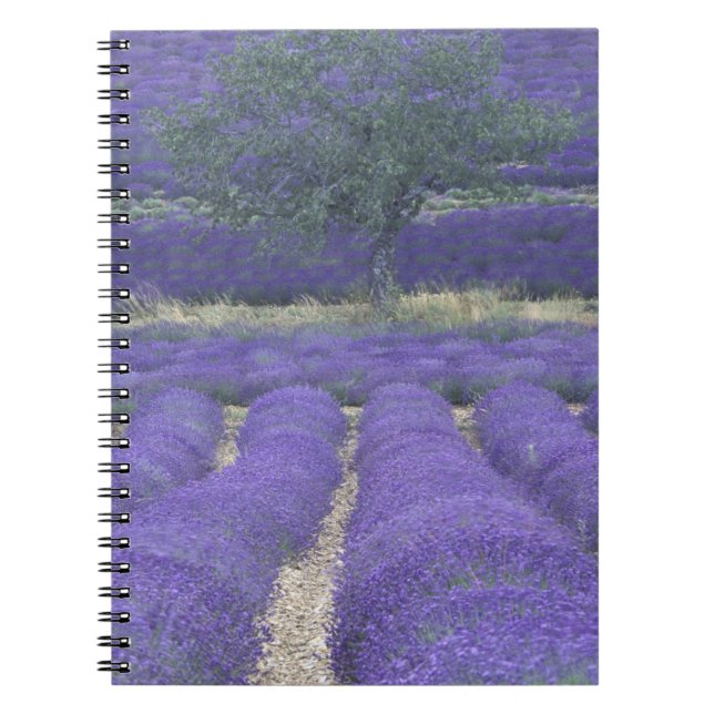 Europe, France, Provence, Sault, Lavender fields 2 Notebook (Front)