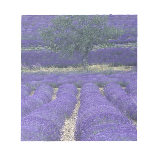 Europe, France, Provence, Sault, Lavender fields 2 Notepad (Front)