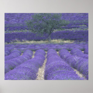Europe, France, Provence, Sault, Lavender fields 2 Poster