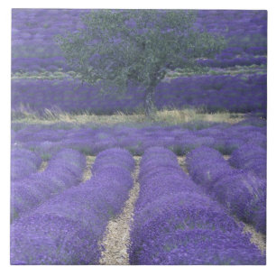 Europe, France, Provence, Sault, Lavender fields 2 Tile