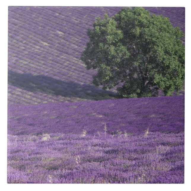 Europe, France, Provence, Sault, Lavender fields Tile (Front)