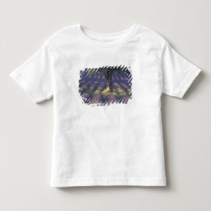 Europe, France, Provence, Sault, Lavender Toddler T-Shirt