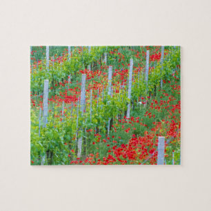 Europe, Italy, Tuscany. Colourful red poppies in Jigsaw Puzzle