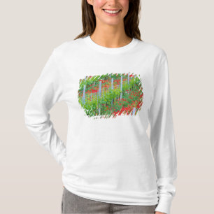 Europe, Italy, Tuscany. Colourful red poppies in T-Shirt
