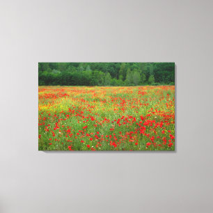 Europe, Italy, Tuscany, red poppies in field. Canvas Print