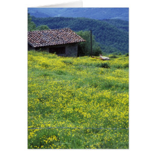Europe, Italy, Tuscany, Siena, Chianti.
