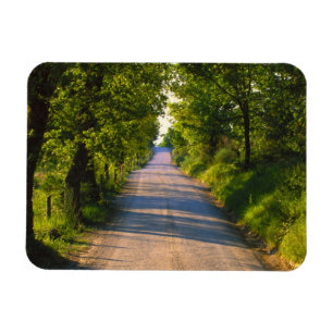 Europe, Italy, Tuscany, tree lined road Magnet