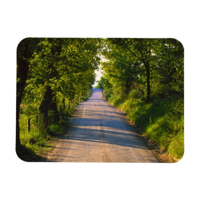 Europe, Italy, Tuscany, tree lined road Magnet (Horizontal)