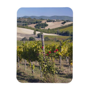 Europe, Italy, Umbria, near Montefalco, Vineyard Magnet