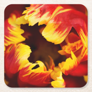 Europe, Netherlands, Lisse. Parrot tulip Square Paper Coaster
