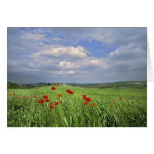 Europe, Tuscany, Poggiolo. Red poppies sway