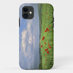 Europe, Tuscany, Poggiolo. Red poppies sway Case-Mate iPhone Case