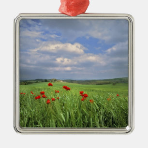 Europe, Tuscany, Poggiolo. Red poppies sway Metal Tree Decoration
