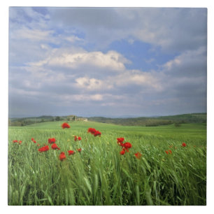 Europe, Tuscany, Poggiolo. Red poppies sway Tile