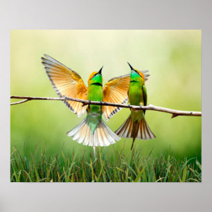 European Bee-Eater Colourful Bird  Poster